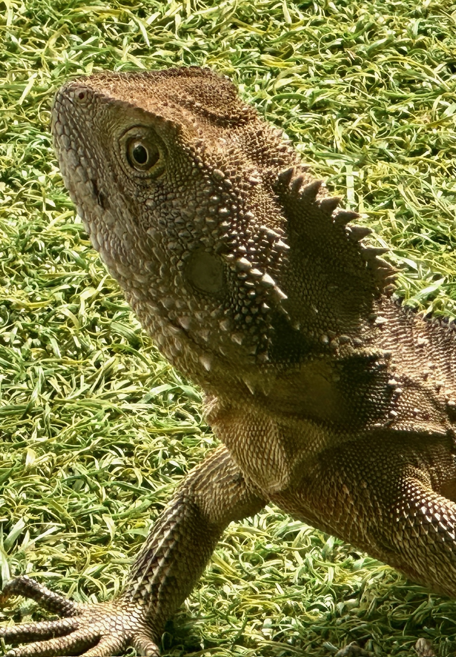 Water dragon on a rock, Eden, New South Wales