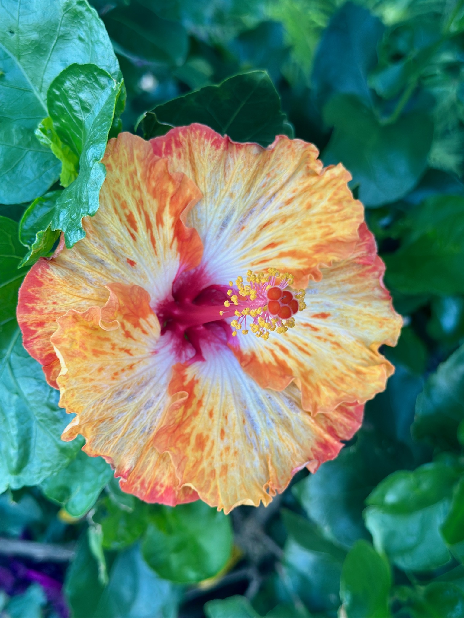Hibiscus