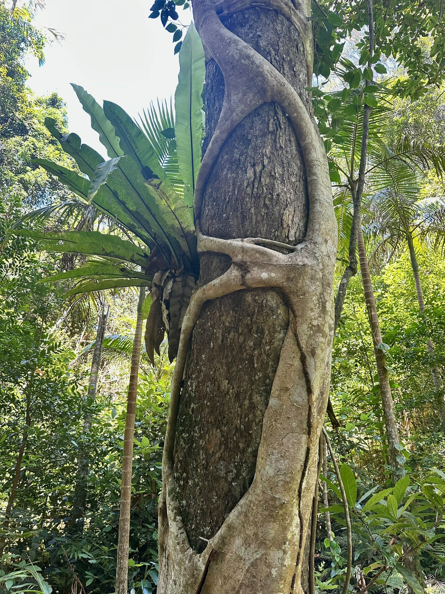 Strangler fig, Port Macquarie, New South Wales