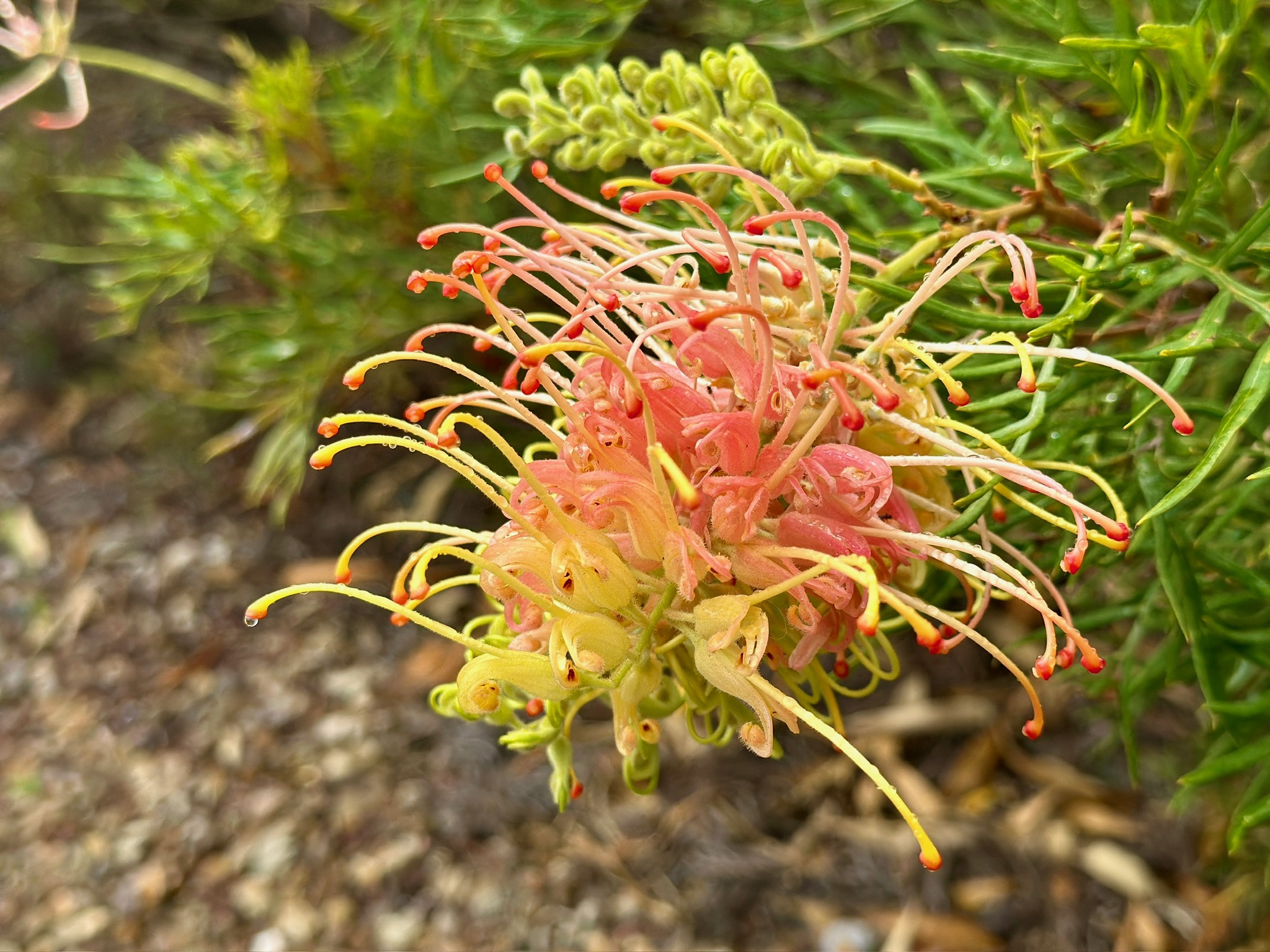 Grevillea