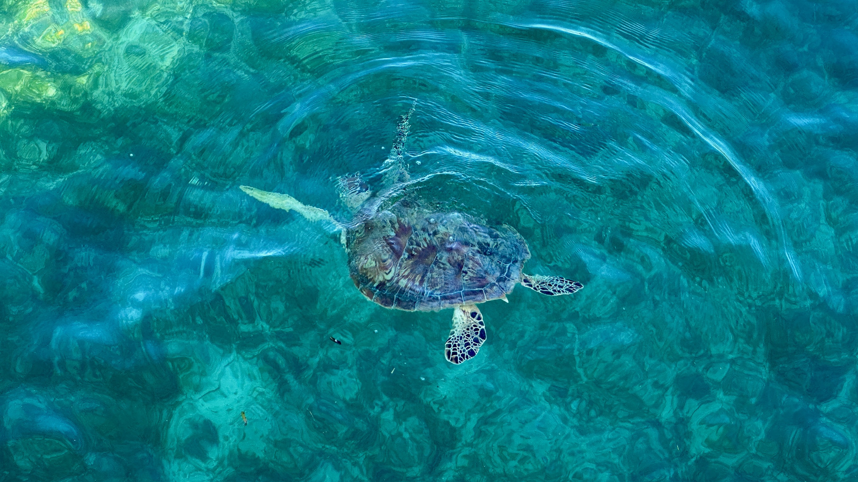 Sea turtle