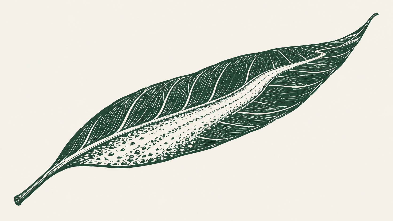 A drawn gum leaf with a gravel track running along its midrib